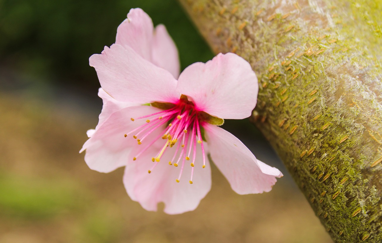 Over mij boom, bloemen, fruit, natuur, lente, fruitbomen, bloemblaadjes, tuin, boomgaard, stam, tak, bud, fruit tree, stemming, weer, pink
